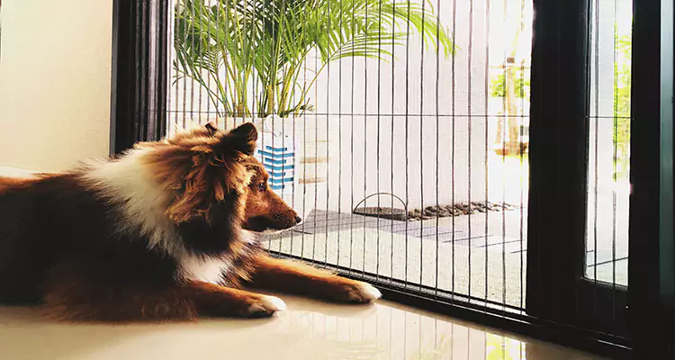 Sliding Screen Pet Door Repair in Oakland, CA