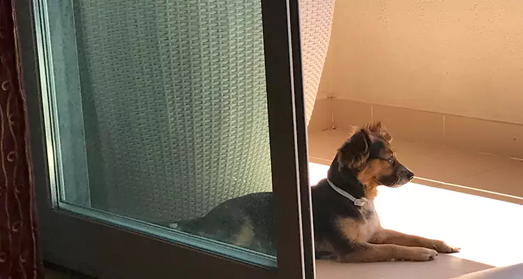 French Door Pet Screen Repair in Oakland, CA